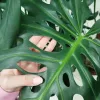 Monstera dziurawa (Monstera deliciosa) 160cm