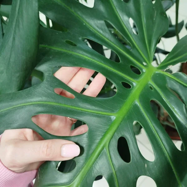 Monstera dziurawa (Monstera deliciosa) 160cm
