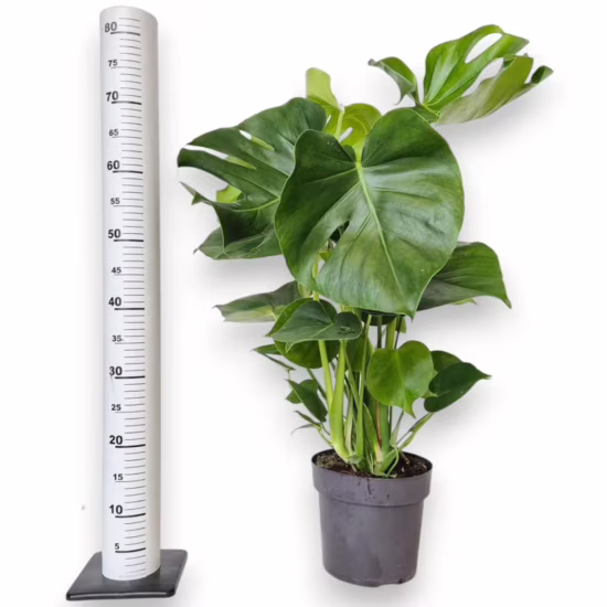 Monstera dziurawa (Monstera deliciosa) 70cm