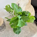 Monstera dziurawa (Monstera deliciosa) 100cm