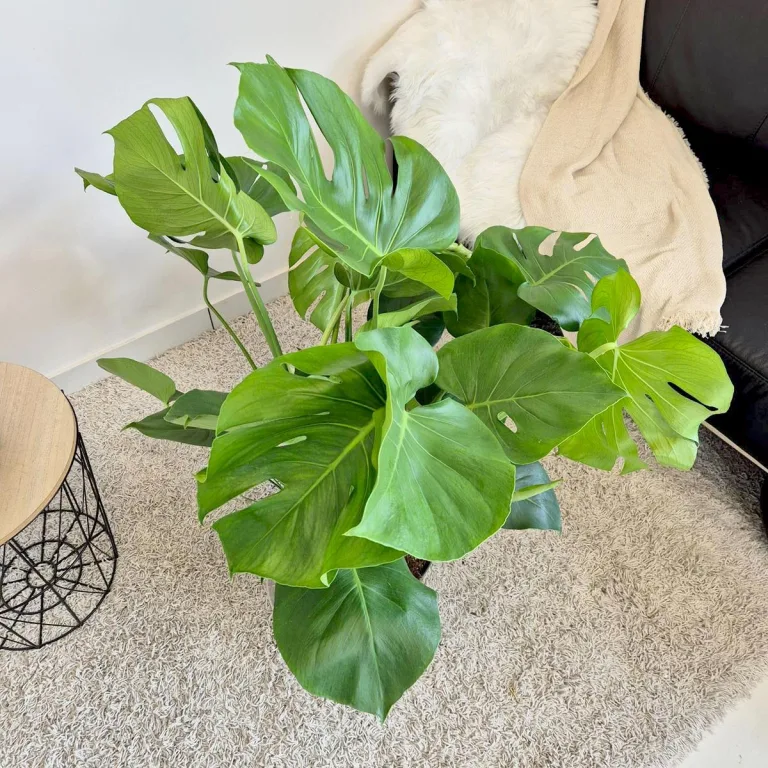 Monstera dziurawa (Monstera deliciosa) 100cm