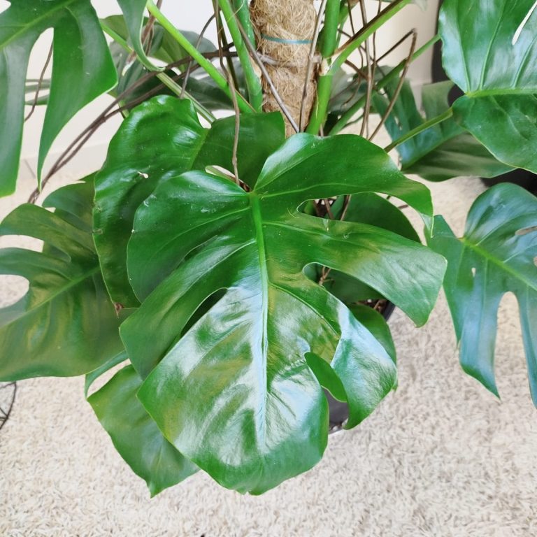 Monstera dziurawa (Monstera deliciosa) 170cm