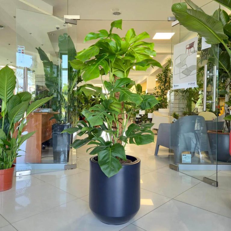 Monstera dziurawa (Monstera deliciosa) 130cm