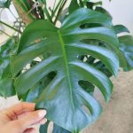 Monstera dziurawa (Monstera deliciosa) 170cm