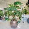 Monstera dziurawa (Monstera deliciosa) 160-170cm