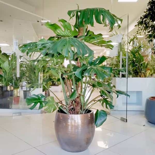Monstera dziurawa (Monstera deliciosa) 160cm