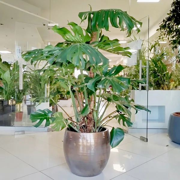 Monstera dziurawa (Monstera deliciosa) 160cm
