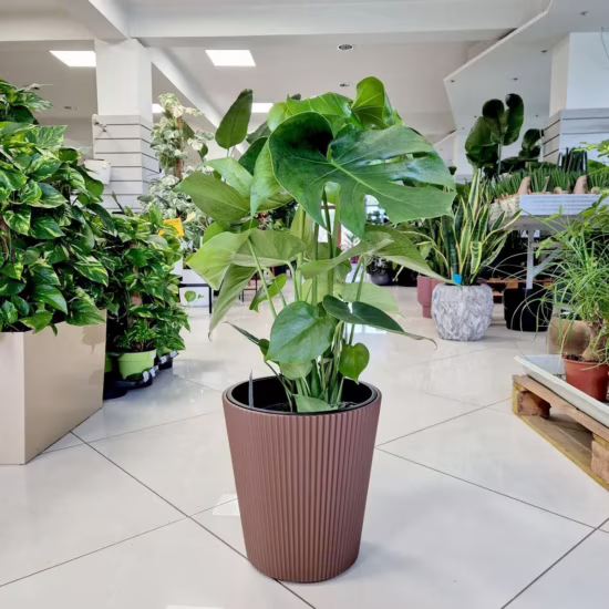 Monstera dziurawa (Monstera deliciosa) 70cm