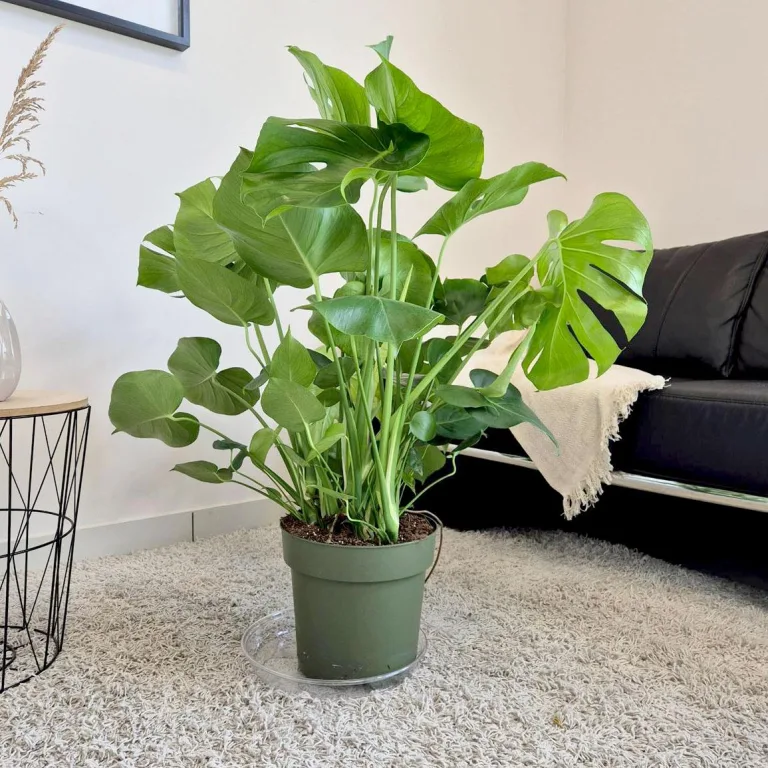 Monstera dziurawa (Monstera deliciosa) 100cm