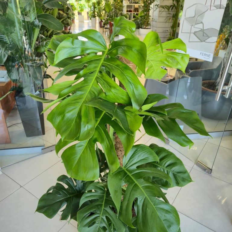 Monstera dziurawa (Monstera deliciosa) 130cm