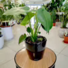 Monstera dziurawa (Monstera deliciosa) 40-50cm