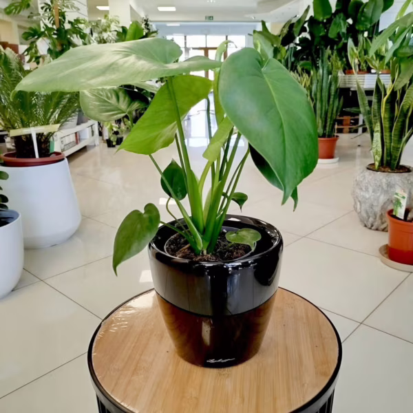 Monstera dziurawa (Monstera deliciosa) 40-50cm