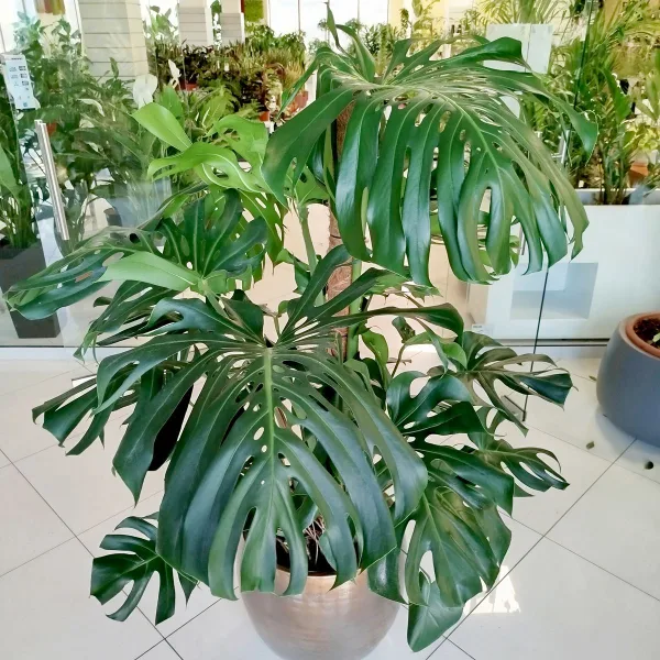 Monstera dziurawa (Monstera deliciosa) 160cm