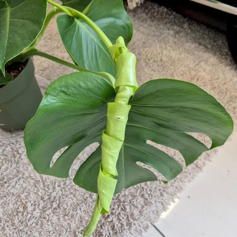 Monstera dziurawa (Monstera deliciosa) 100cm
