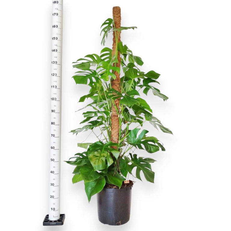 Monstera dziurawa (Monstera deliciosa) 170cm