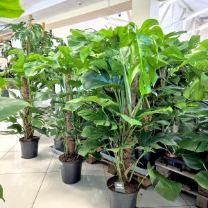 Monstera dziurawa (Monstera deliciosa) 130cm