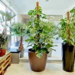 Monstera dziurawa (Monstera deliciosa) 170cm