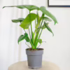 Monstera dziurawa (Monstera deliciosa) 40-50cm