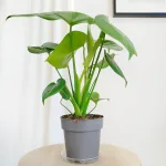 Monstera dziurawa (Monstera deliciosa) 45cm