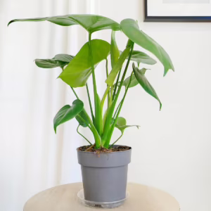 Monstera dziurawa (Monstera deliciosa) 45cm