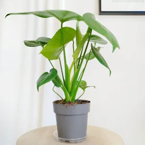 Monstera dziurawa (Monstera deliciosa) 45cm