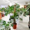 Monstera dziurawa (Monstera deliciosa) 160-170cm