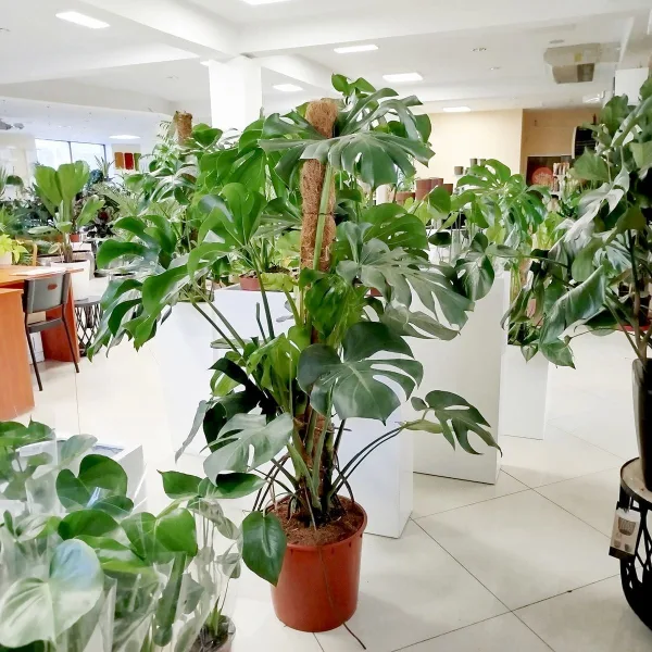 Monstera dziurawa (Monstera deliciosa) 160cm