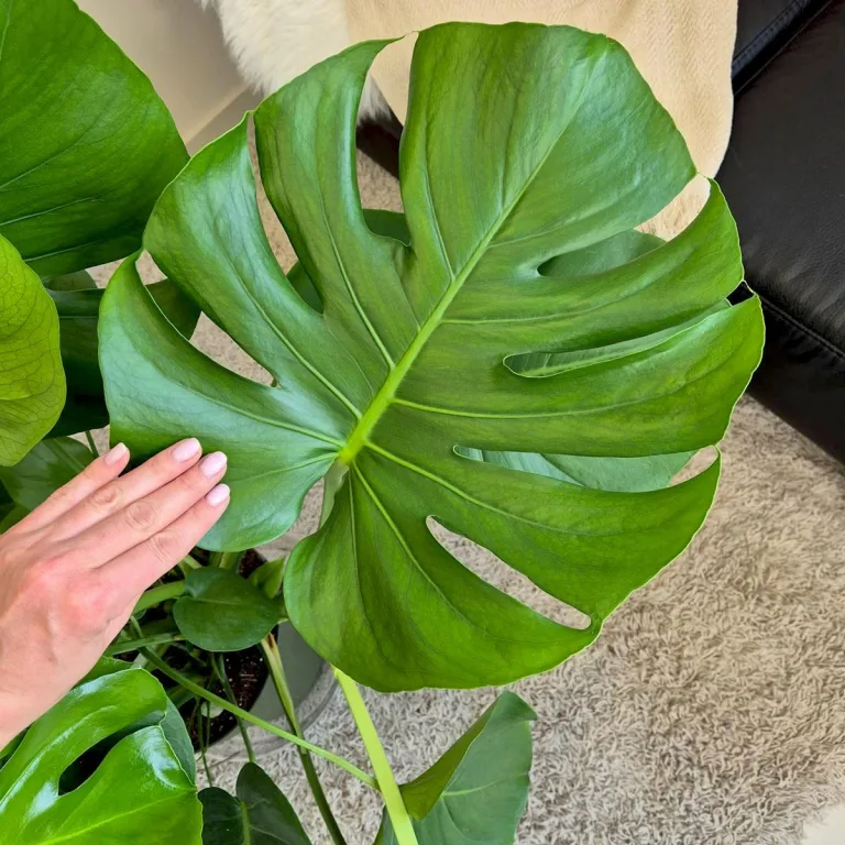Monstera dziurawa (Monstera deliciosa) 100cm