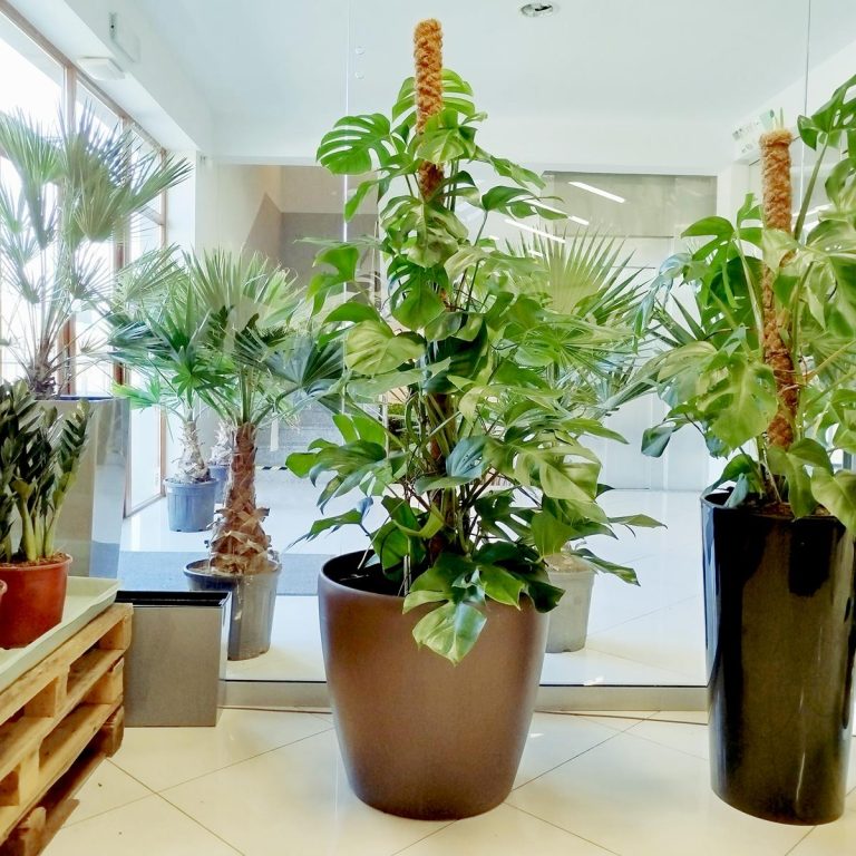 Monstera dziurawa (Monstera deliciosa) 170cm