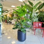 Monstera dziurawa (Monstera deliciosa) 130cm