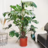 Monstera dziurawa (Monstera deliciosa) 160-170cm