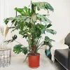 Monstera dziurawa (Monstera deliciosa) 160cm