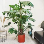 Monstera dziurawa (Monstera deliciosa) 160cm