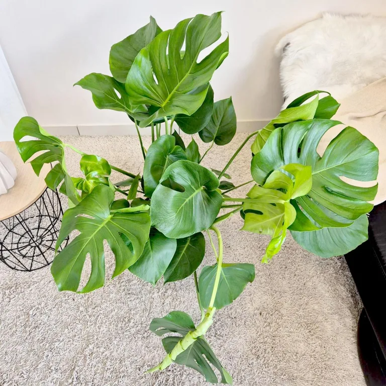 Monstera dziurawa (Monstera deliciosa) 100cm