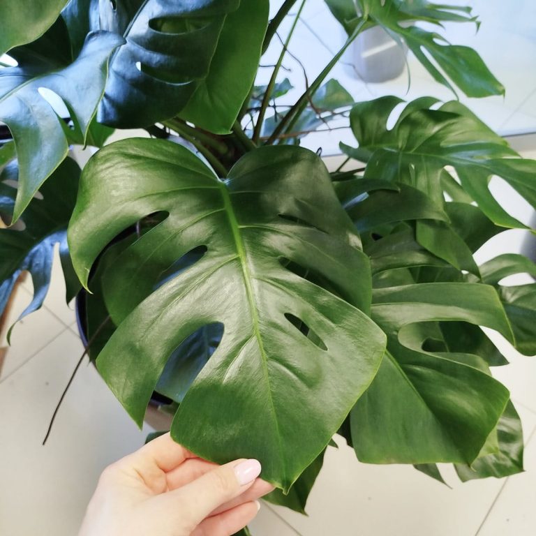 Monstera dziurawa (Monstera deliciosa) 170cm