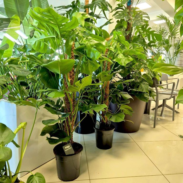 Monstera dziurawa (Monstera deliciosa) 130cm