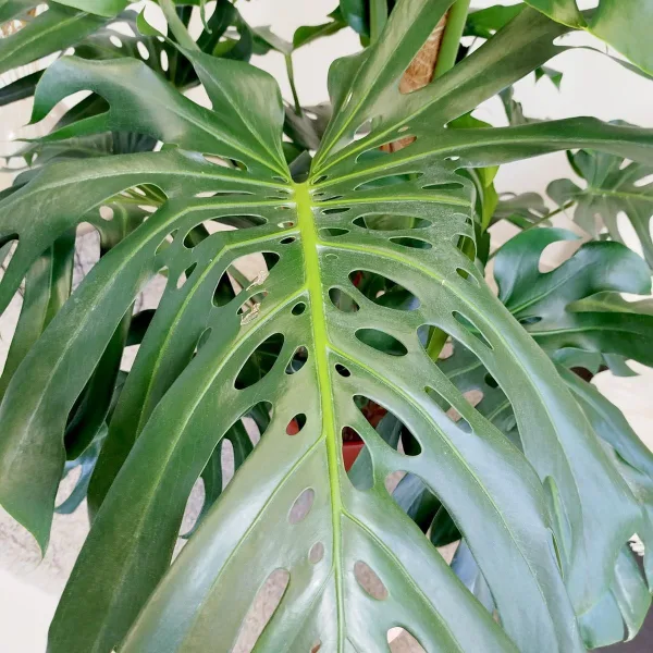 Monstera dziurawa (Monstera deliciosa) 160cm