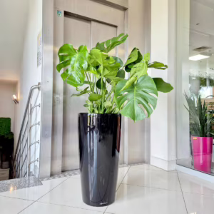 Monstera dziurawa (Monstera deliciosa) 100cm