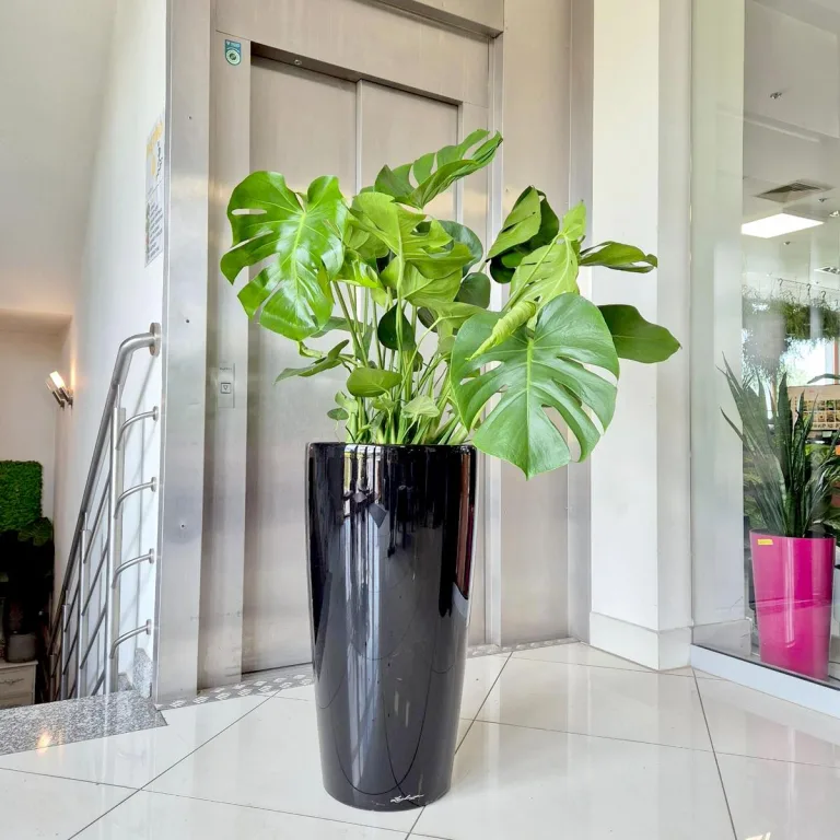 Monstera dziurawa (Monstera deliciosa) 100cm