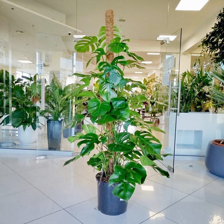 Monstera dziurawa (Monstera deliciosa) 170cm