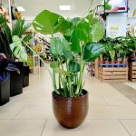 Monstera dziurawa (Monstera deliciosa) 90cm