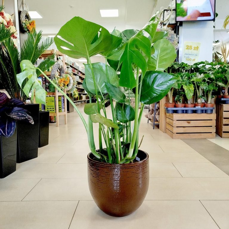 Monstera dziurawa (Monstera deliciosa) 90cm