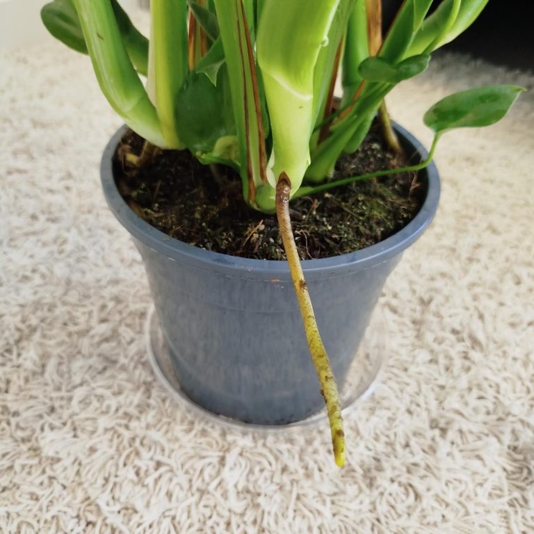 Monstera dziurawa (Monstera deliciosa) 90cm