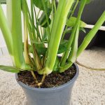 Monstera dziurawa (Monstera deliciosa) 90cm