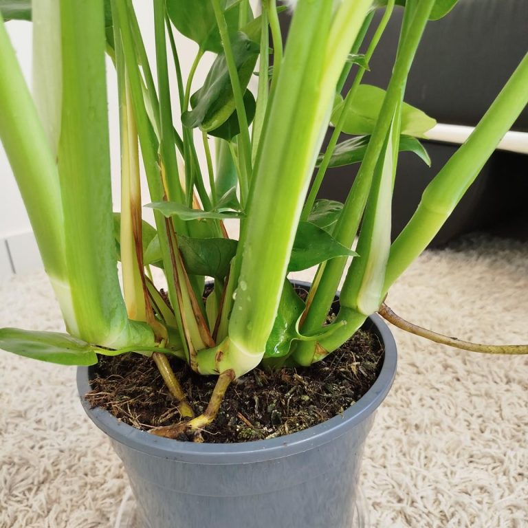 Monstera dziurawa (Monstera deliciosa) 90cm