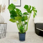 Monstera dziurawa (Monstera deliciosa) 90cm