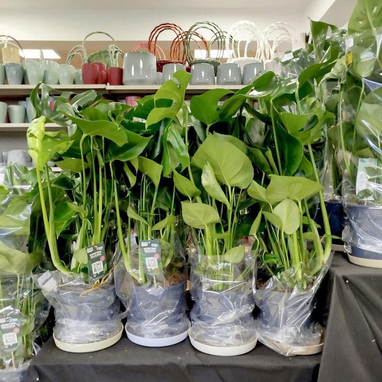 Monstera dziurawa (Monstera deliciosa) 90cm