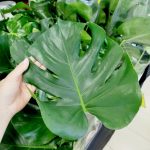 Monstera dziurawa (Monstera deliciosa) 90cm