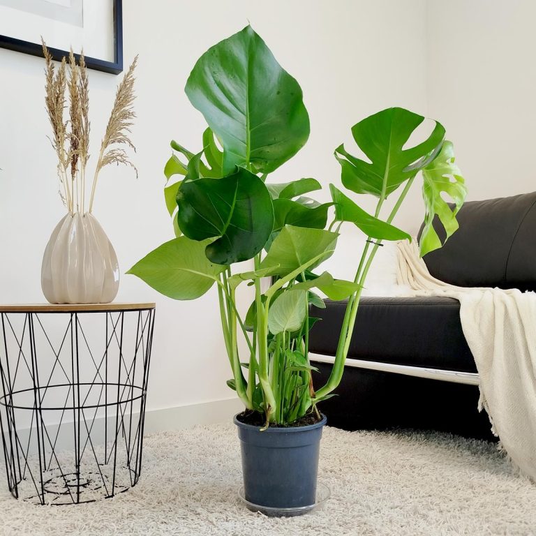 Monstera dziurawa (Monstera deliciosa) 90cm