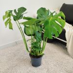 Monstera dziurawa (Monstera deliciosa) 90cm